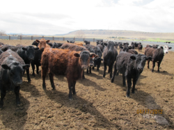 Trivedi Beef